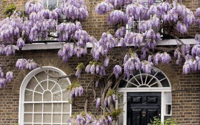 Climbing Plants: The Best Climbers For Walls & Fences