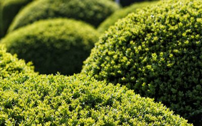 What to Consider When Choosing Hedging Plants