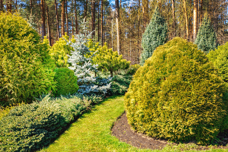 7 Uses for Conifers in the Garden